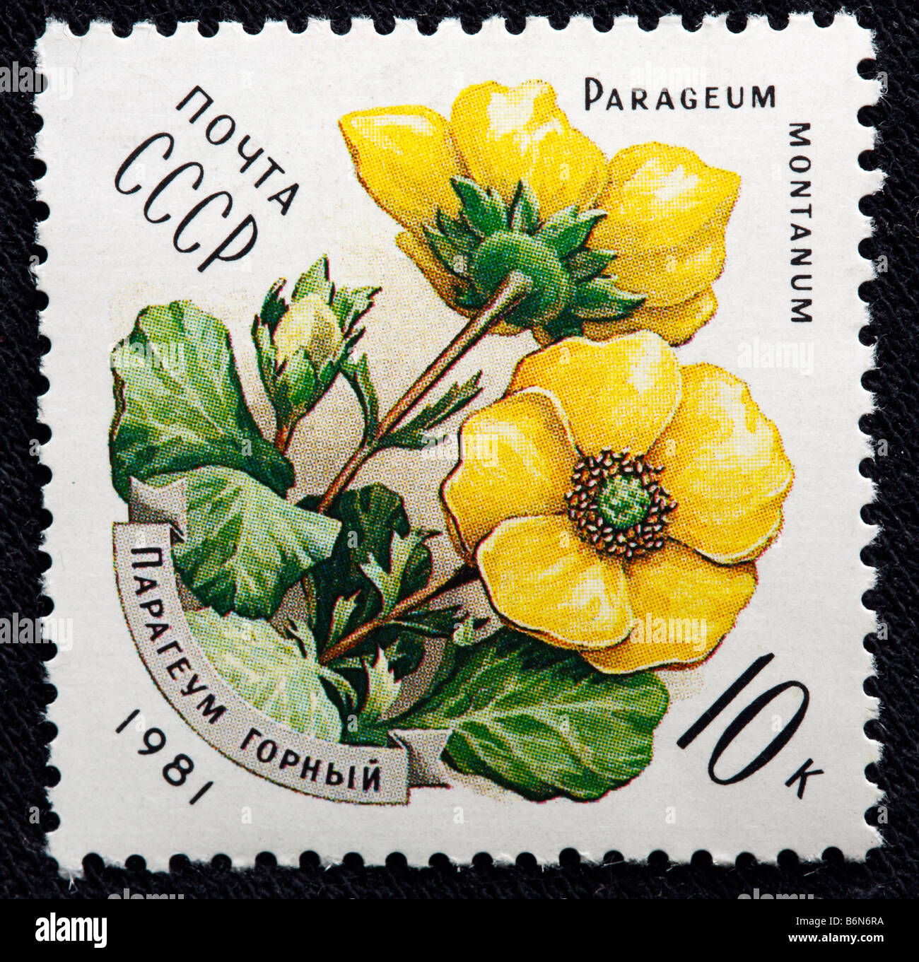 Parageum montanum, flower, postage stamp, USSR, Russia, 1981 Stock Photo