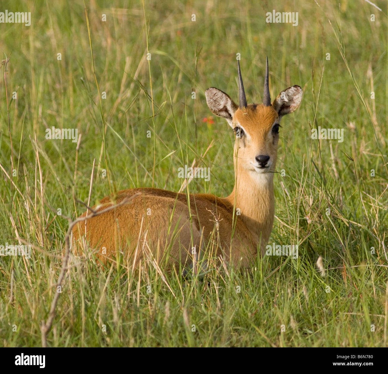 Oribi small antelope in the Masai Mara Stock Photo