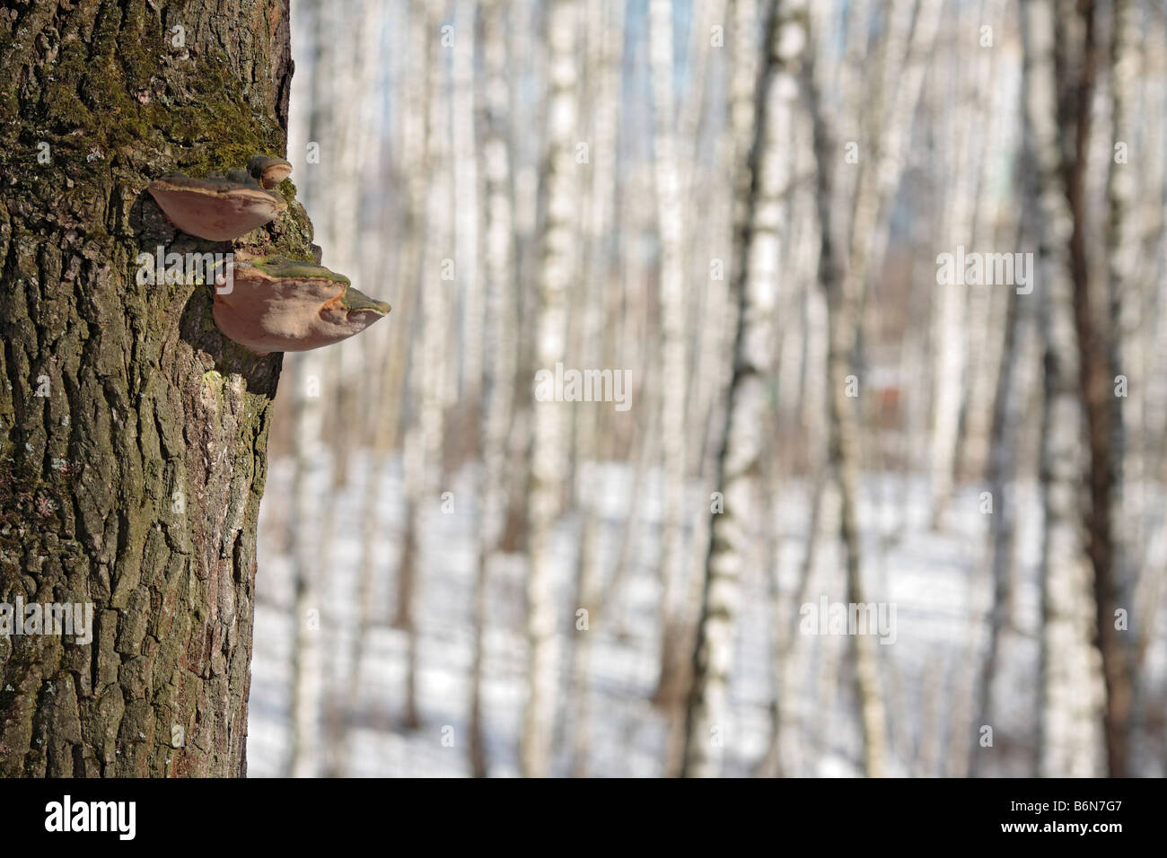 Shelf fungus (Polyporus sulphureus) on a tree in the birch forest, winter, snow, Russia Stock Photo