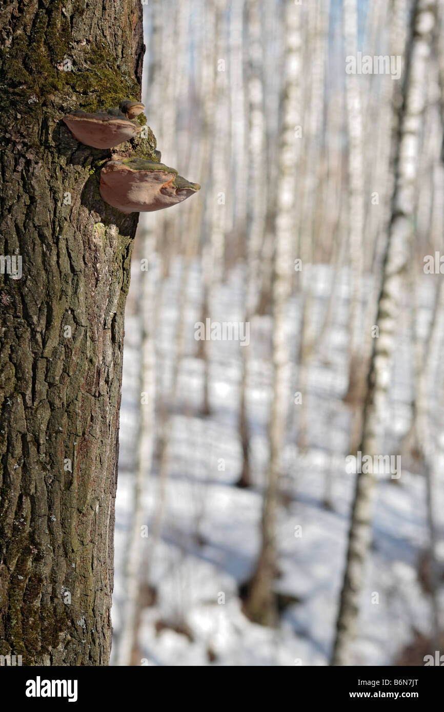 Shelf fungus (Polyporus sulphureus) on a tree in the birch forest, winter, snow, Russia Stock Photo