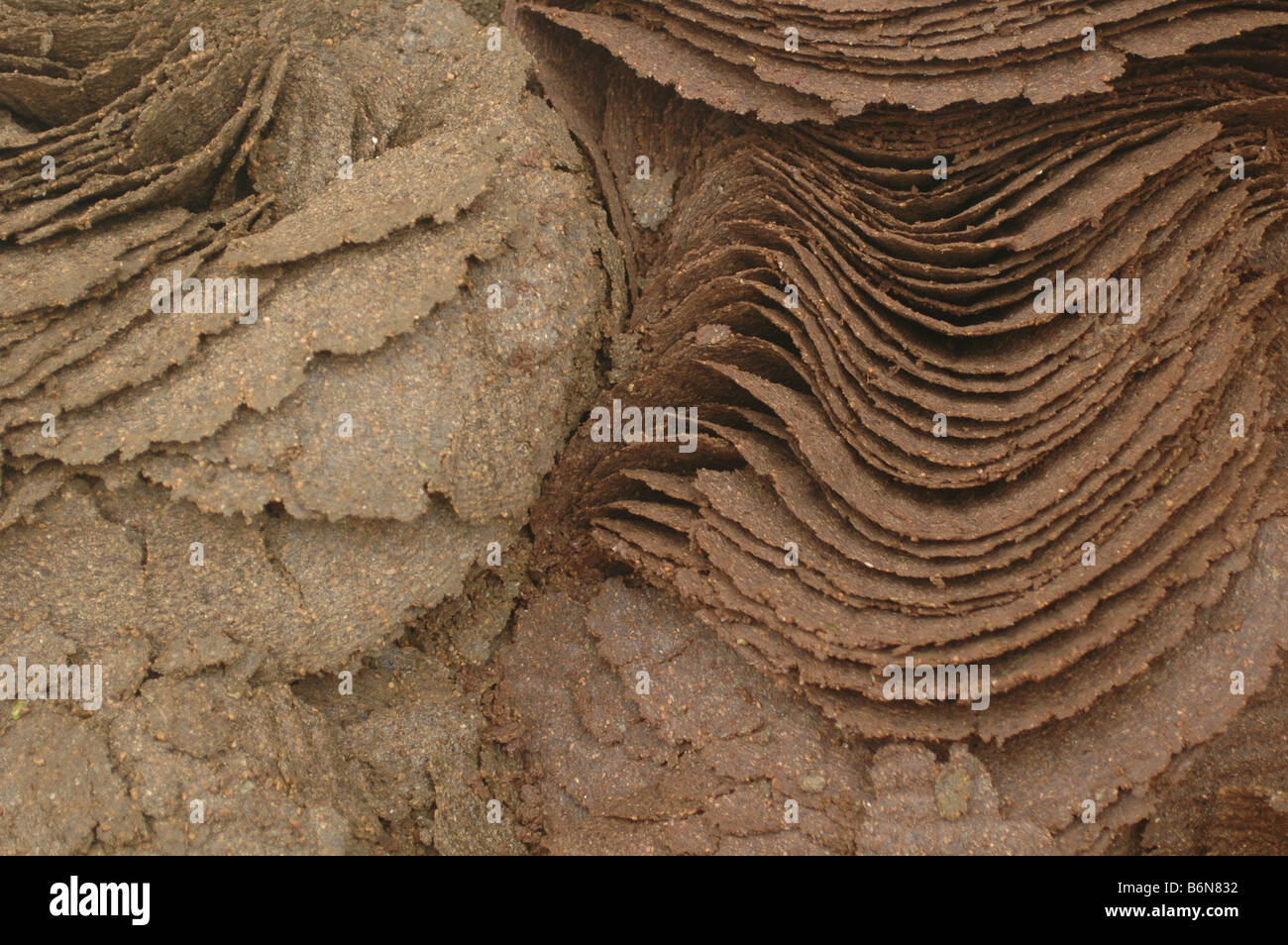 Olive pulp after press Stock Photo Alamy