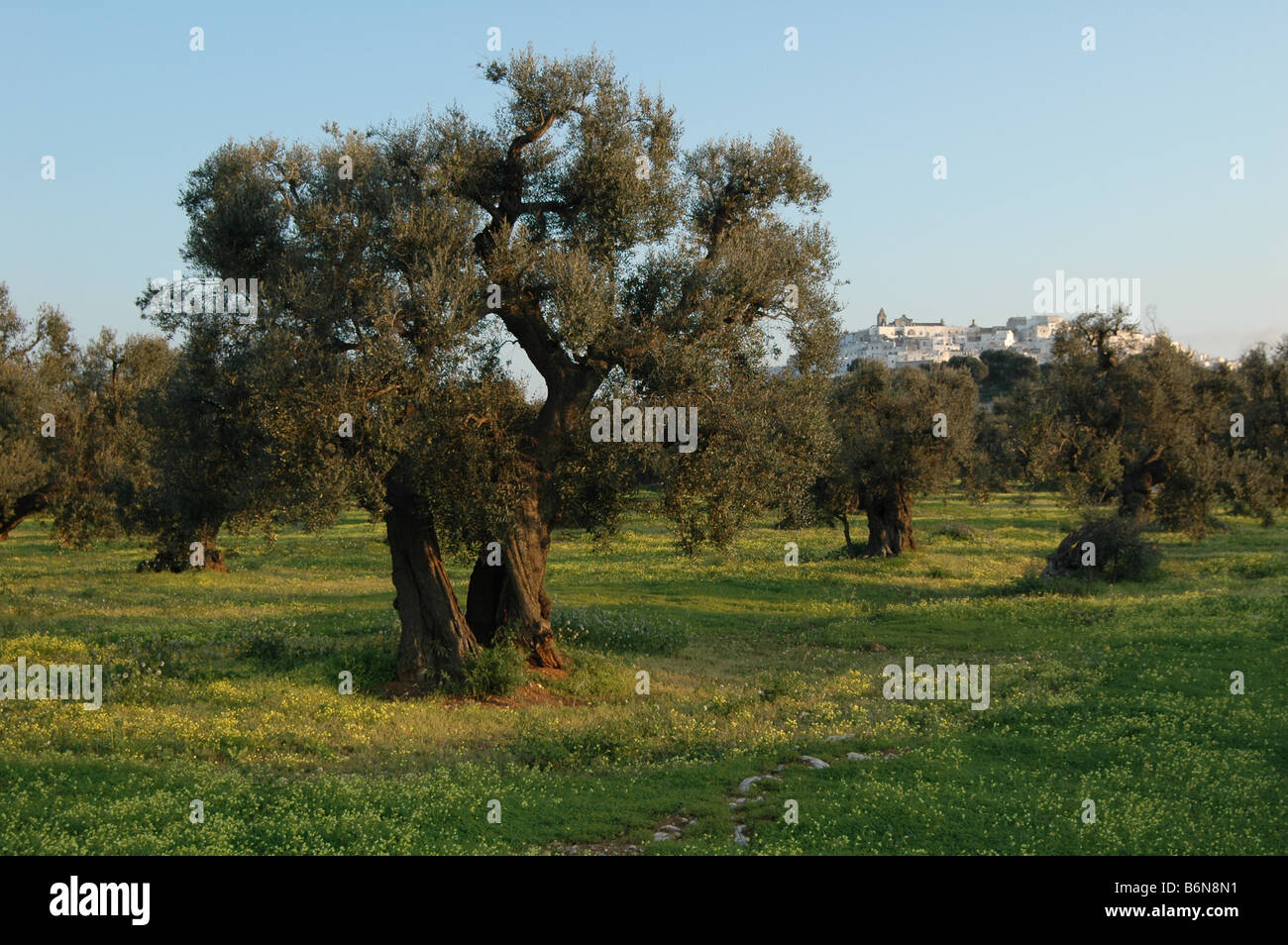 An olive tree Ostuni Italy Stock Photo