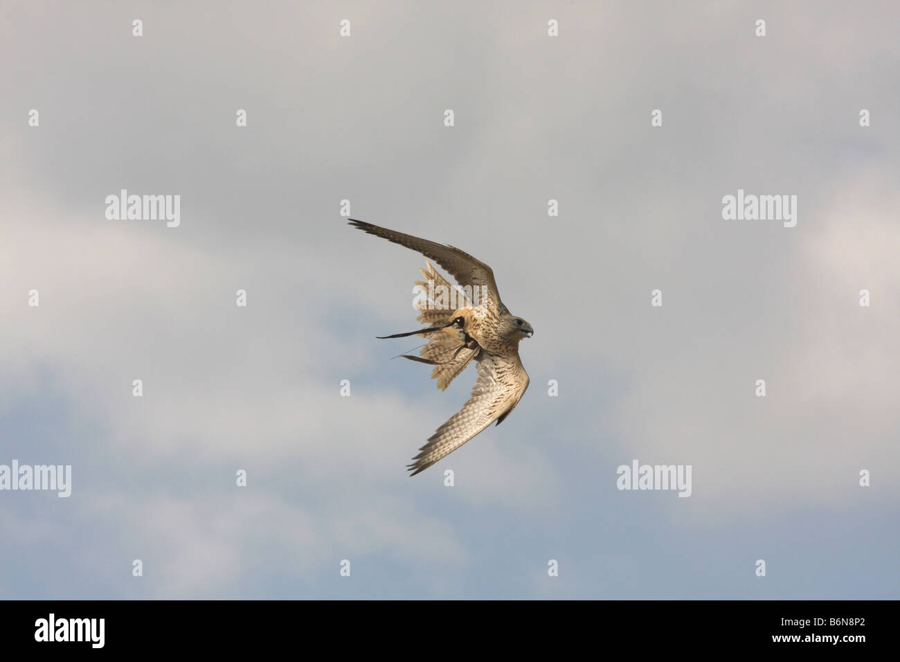 Gyr-saker falcon in flight Stock Photo