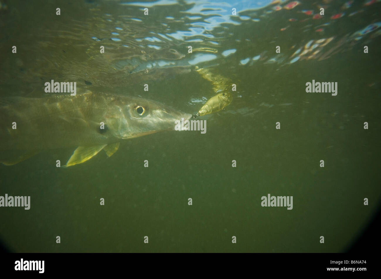 whiting fish caught on popper lure Stock Photo Alamy