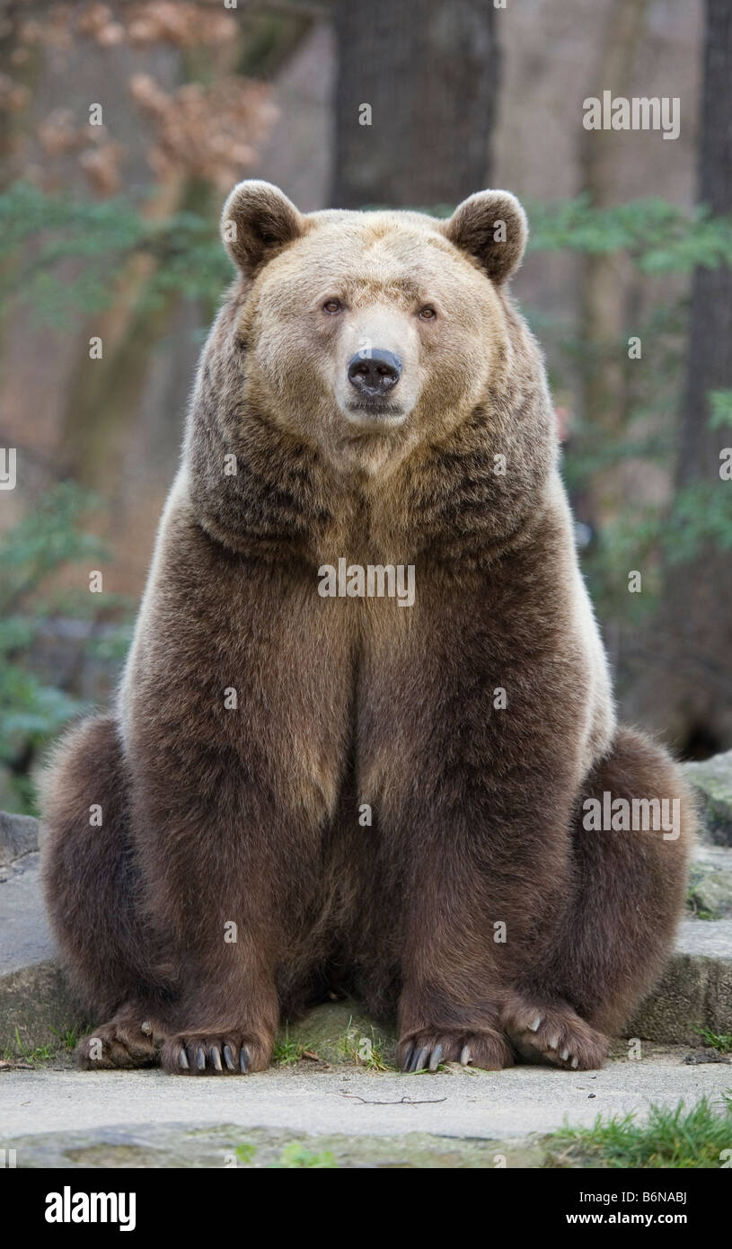 Brown Bear - Ursus arctos Stock Photo
