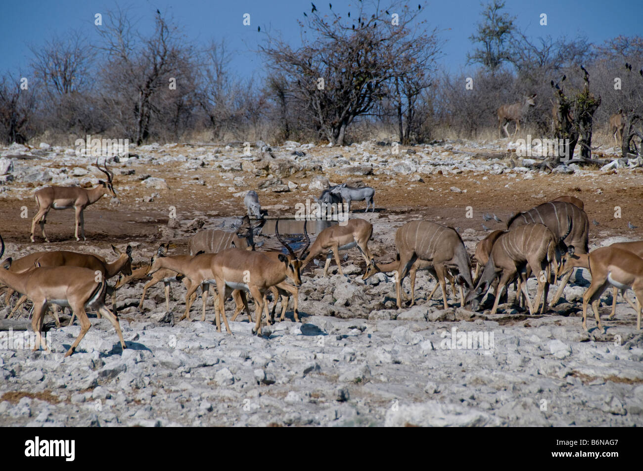 Etosha National game Park, Okaukuejo, Halali, Namutoni, Namibia, SW Africa Stock Photo