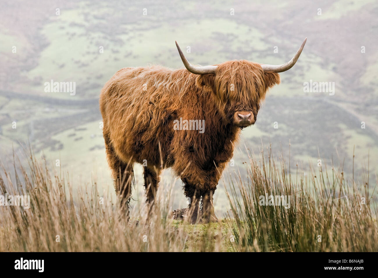 Highland Cattle on Lake District Fells Stock Photo