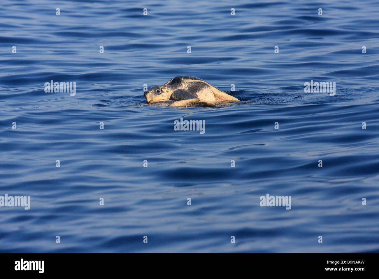 turtle, blue, sea, ocean, pacific, animals, wild, mexico, playa del carmen, cancun,abbyss, animal ,animals ,deep ,diver ,diving Stock Photo - Alamy turtle, blue, sea, ocean, pacific, animals, wild, mexico, playa del carmen, cancun,abbyss, animal ,animals ,deep ,diver ,diving Stock Photo - Alamy