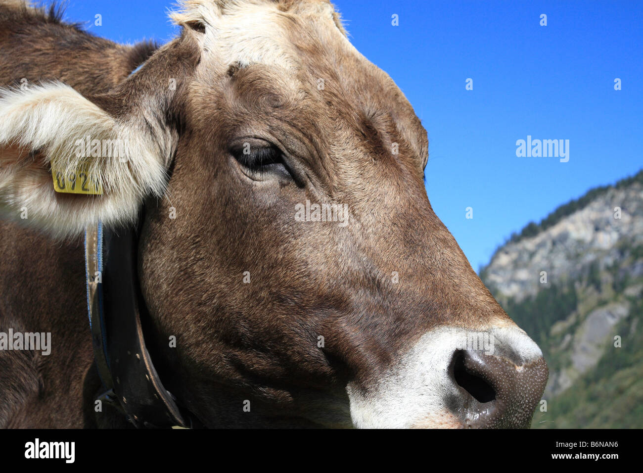 Ruminant animals hi-res stock photography and images - Alamy