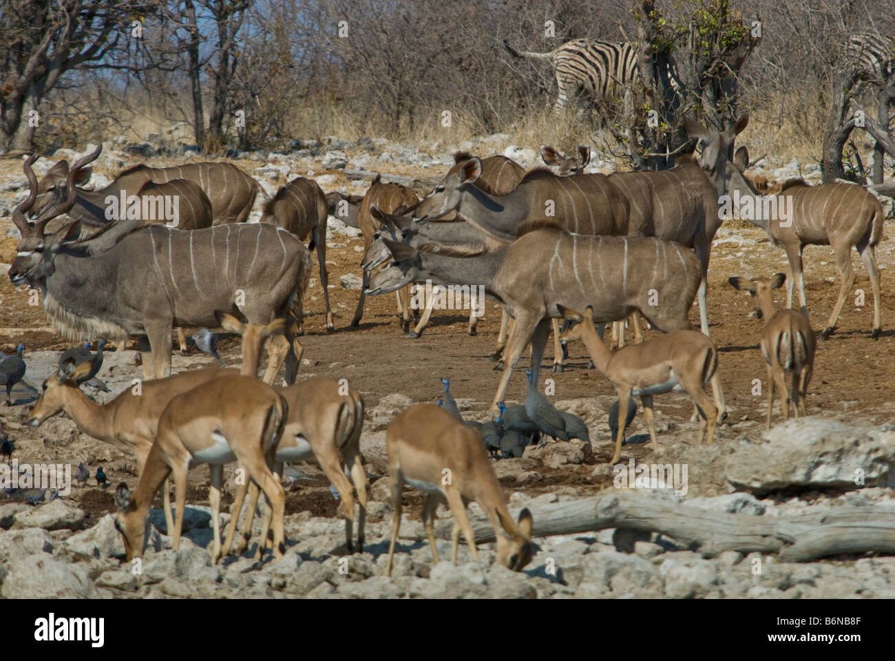 Etosha National game Park, Okaukuejo, Halali, Namutoni, Namibia, SW Africa Stock Photo