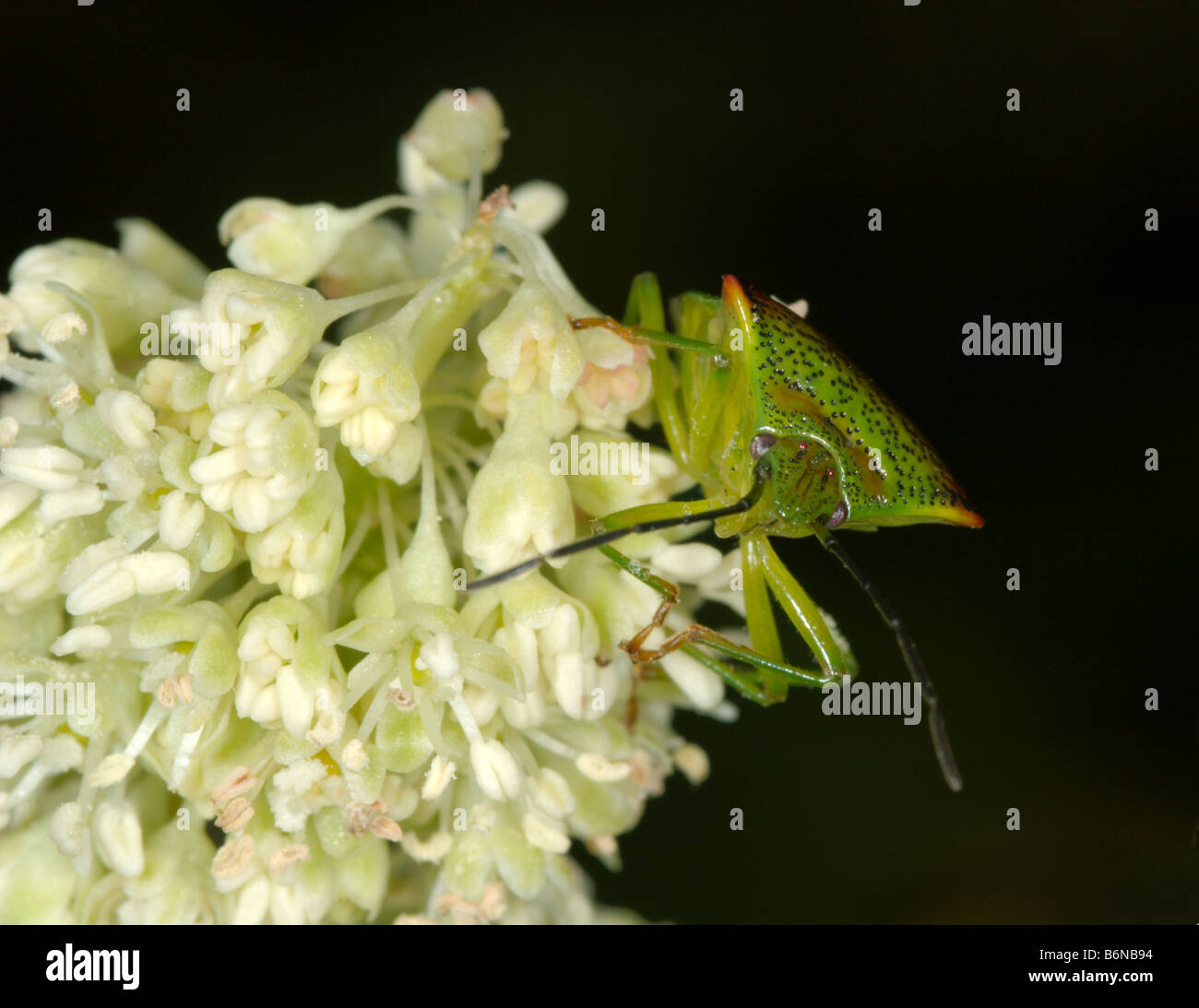 Green shield bug (Palomena prasina) on a flower. Stock Photo