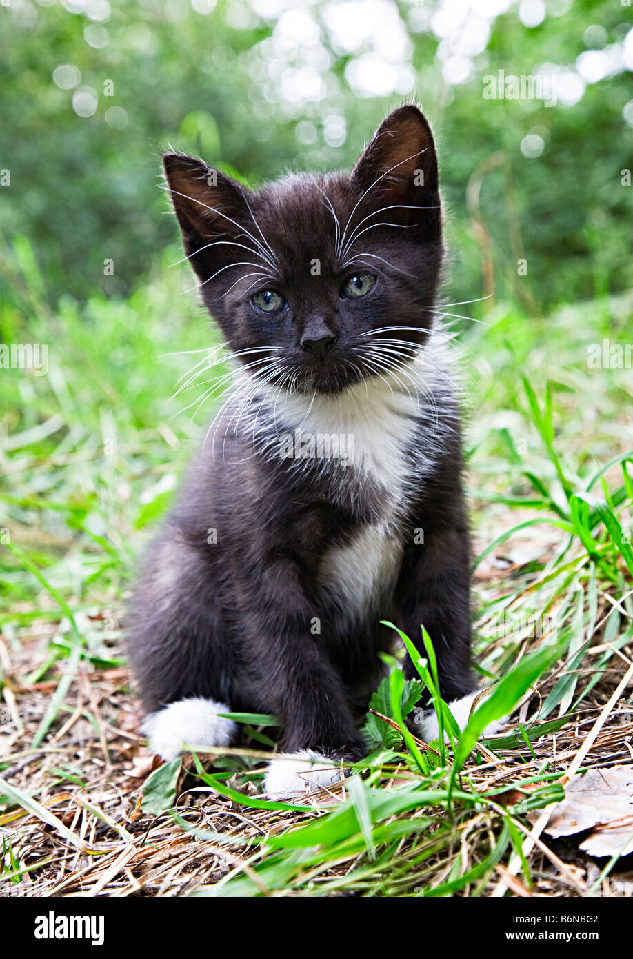 Black and white kitten Stock Photo