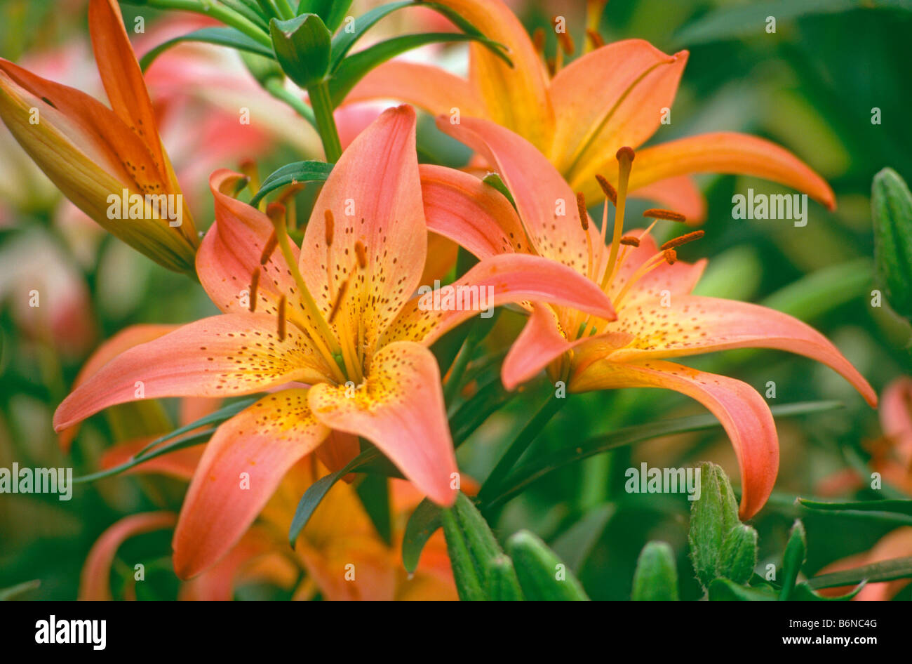 Lilium Pink Pixie (Common name: Lily) Stock Photo