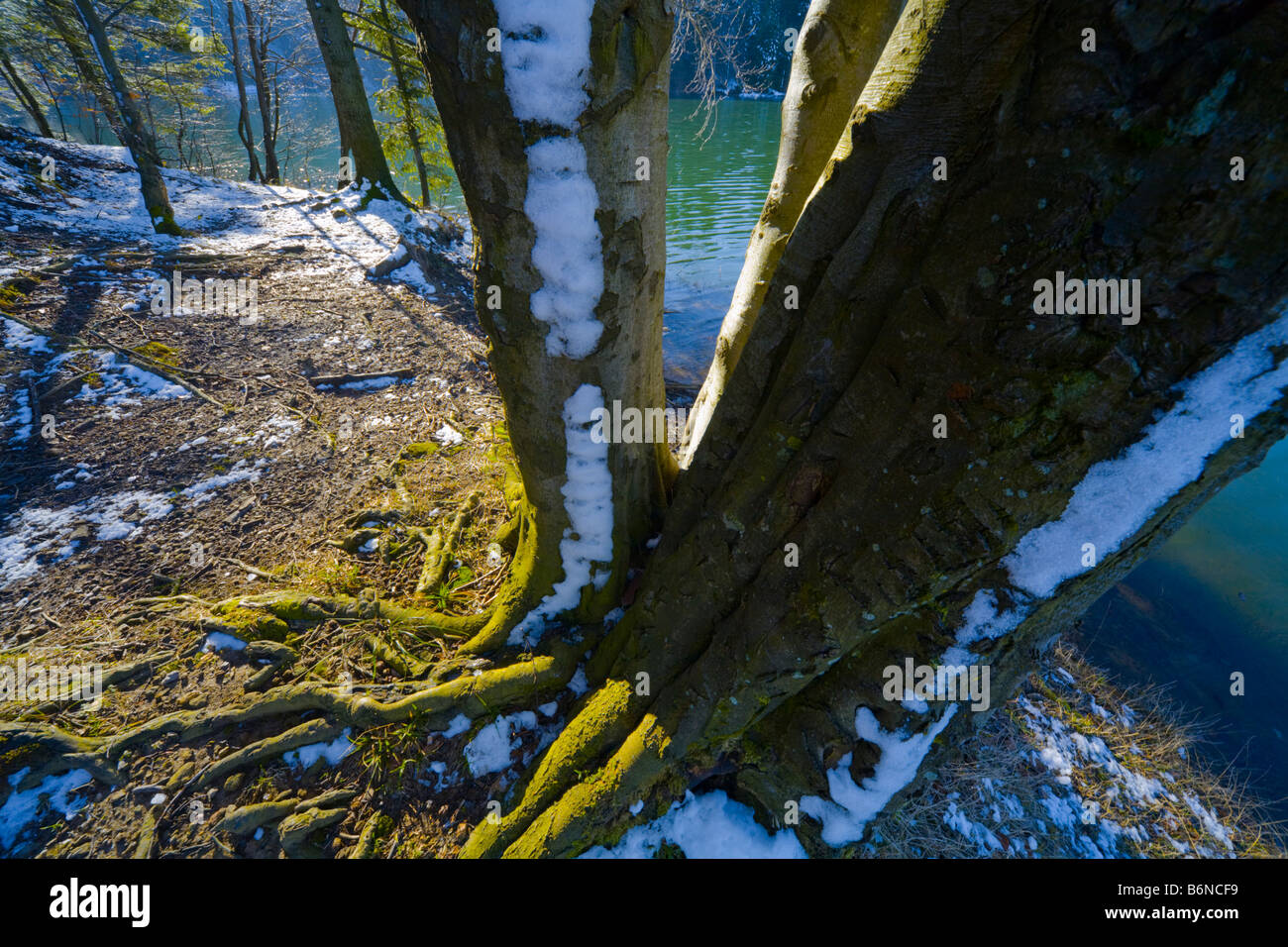 Sparse Snow Expanded root hi-res stock photography and images - Alamy