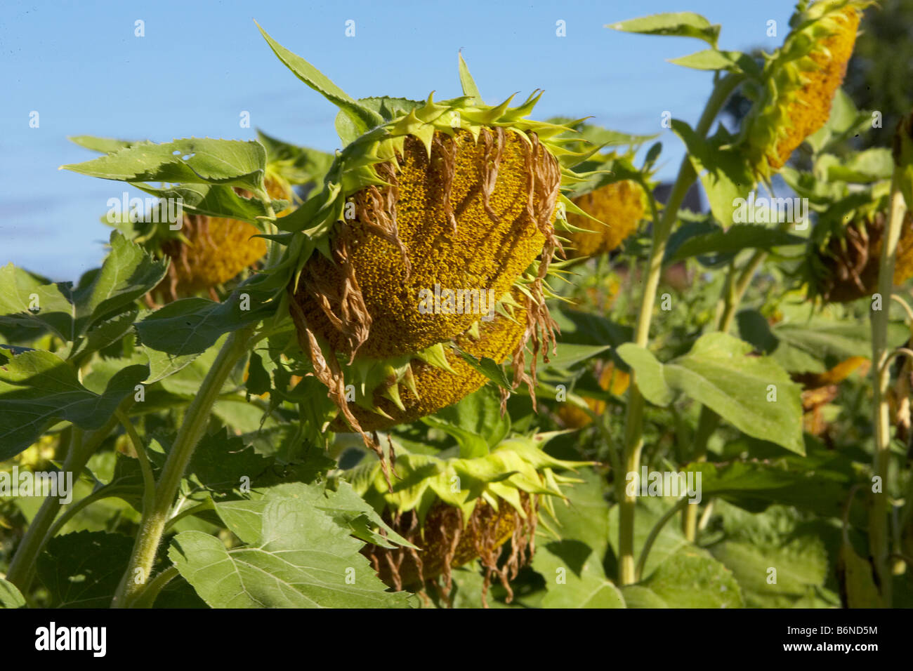 Dying sunflowers hires stock photography and images Alamy