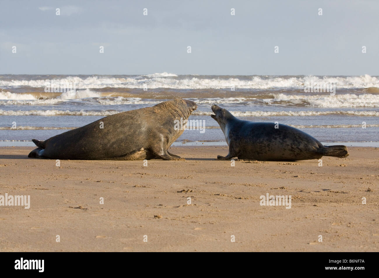 Grey Seal ( Halichoerus grypus ) Male and Female Courting On The Sea Shore At Donna Nook, Lincolnshire, UK Stock Photo