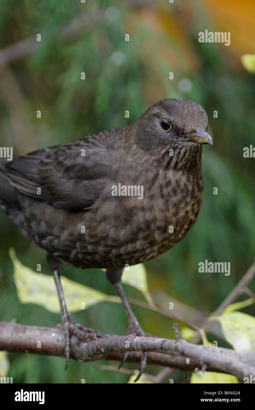 Female thrush hi-res stock photography and images - Alamy