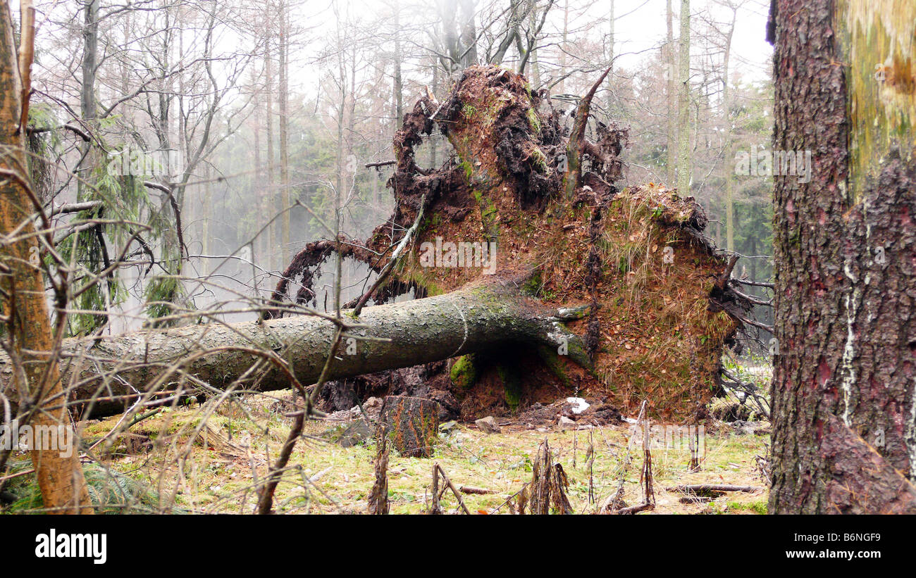 Uprooted tree Stock Photo
