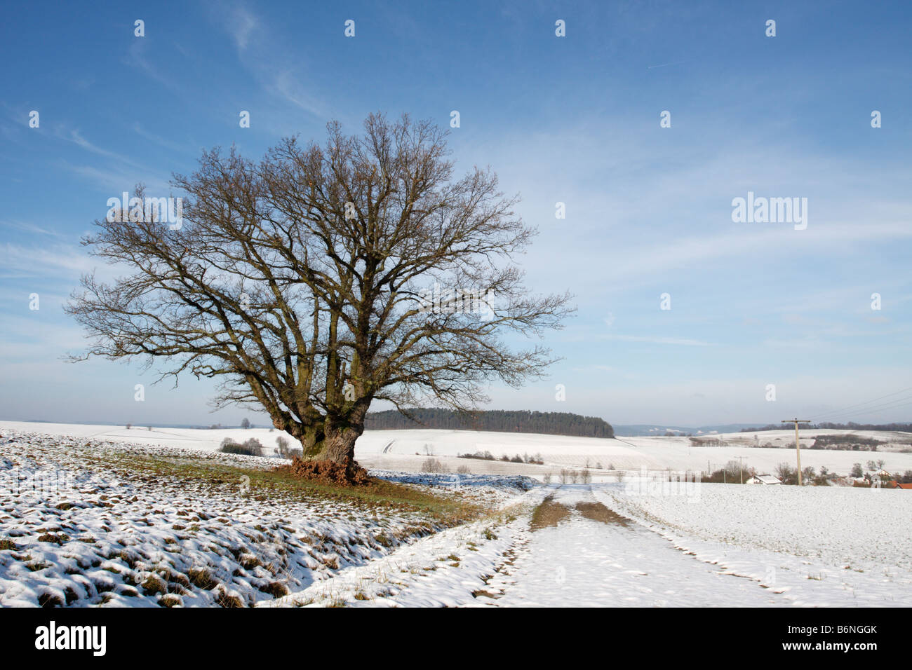 Winter landscape tree in the snow Stock Photo - Alamy