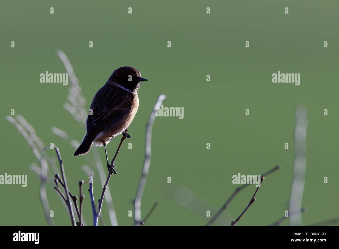 Backlit Stonechat Saxicola torquata Stock Photo