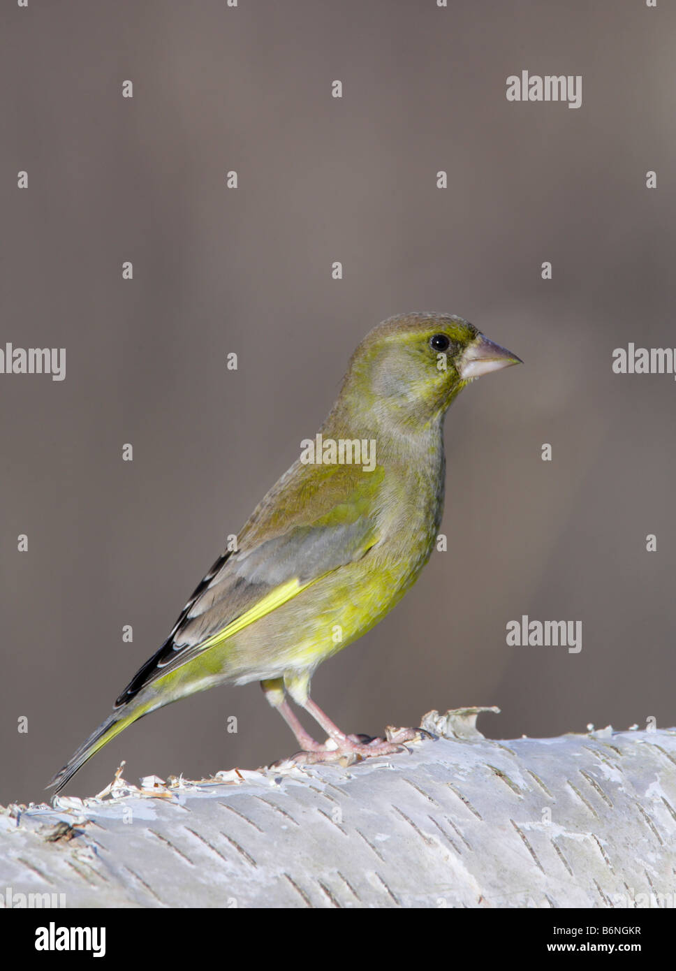 Greenfinch Carduelis chloris perched on Silver birch log Stock Photo