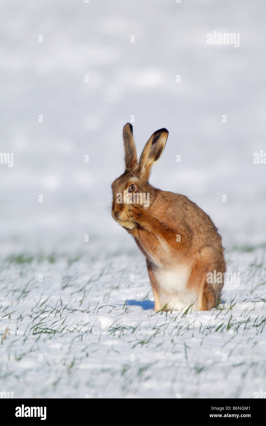 Brown hare Lepus europaeus in snow Stock Photo