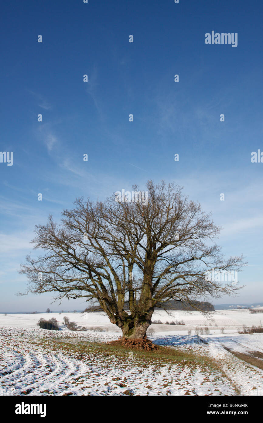 Winter landscape tree in the snow Stock Photo - Alamy
