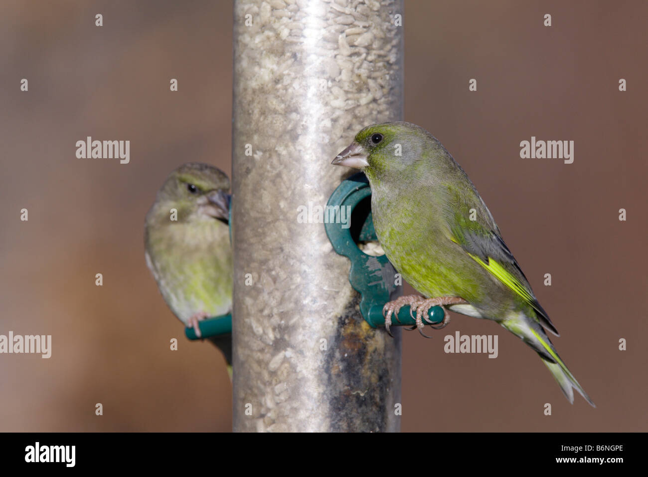 Greenfinches Carduelis chloris on bird feeder Potton Bedfordshire Stock Photo