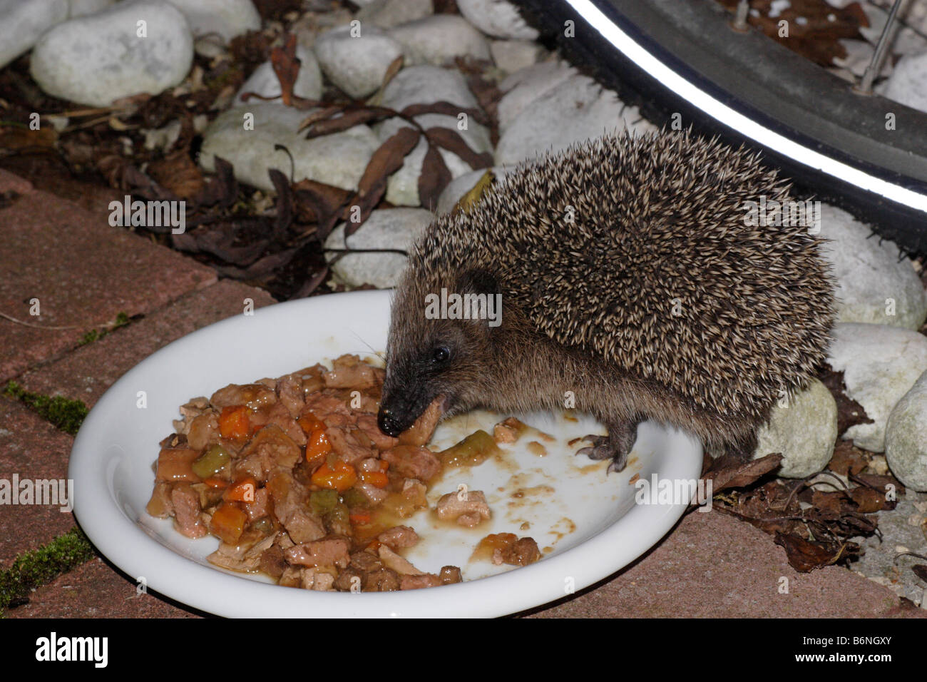 Hedgehog (Erinaceus europaeus) feeding on cat food Stock Photo Alamy