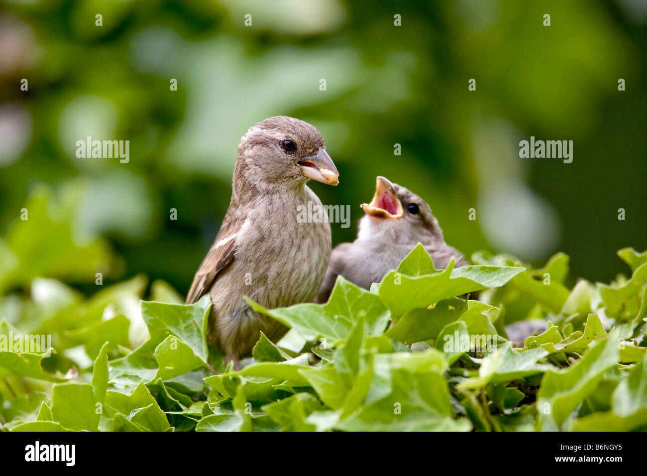 Sparrow House Sparrow Passer domesticus Passeridae Stock Photo
