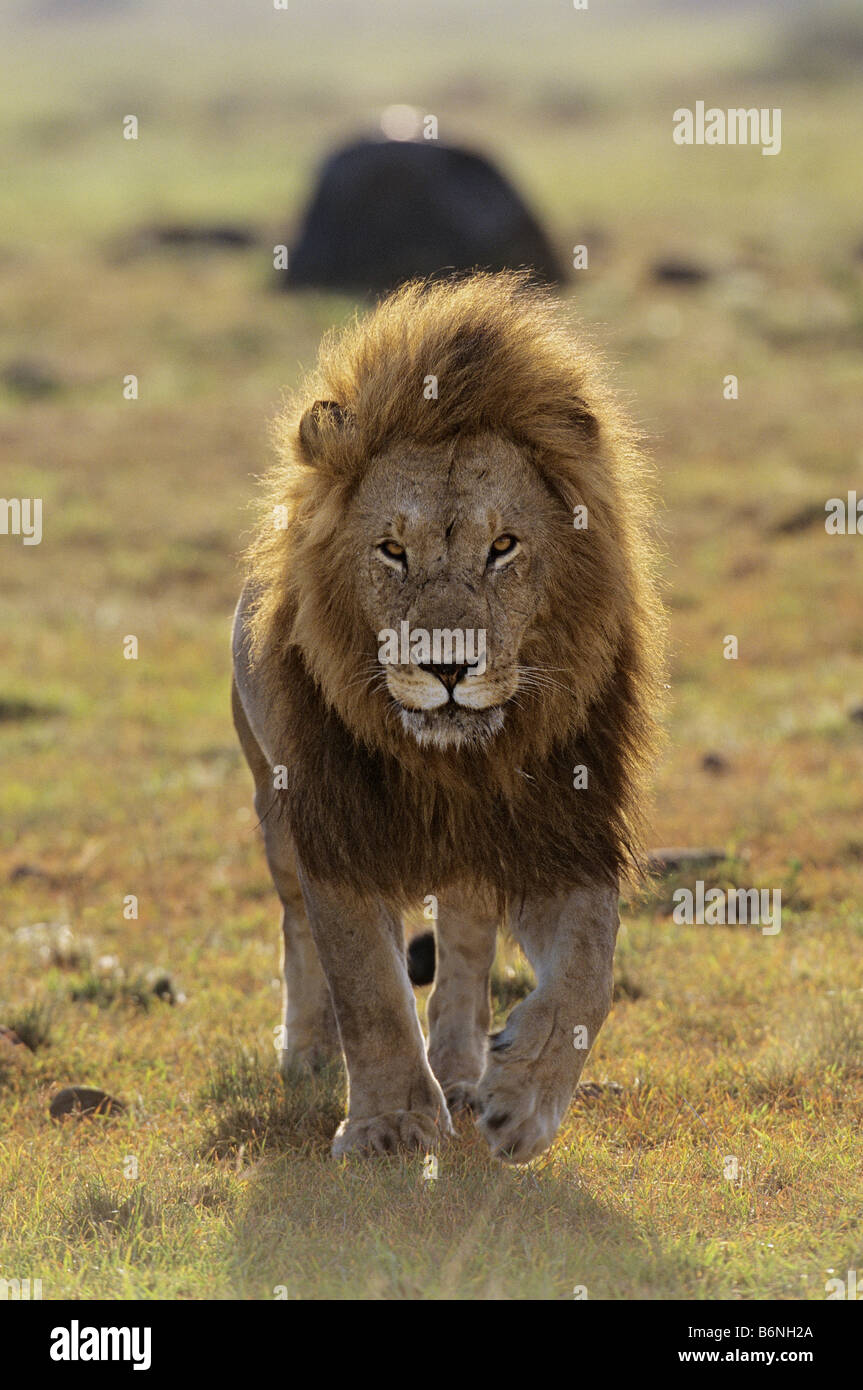 Lion Approaching Stock Photo