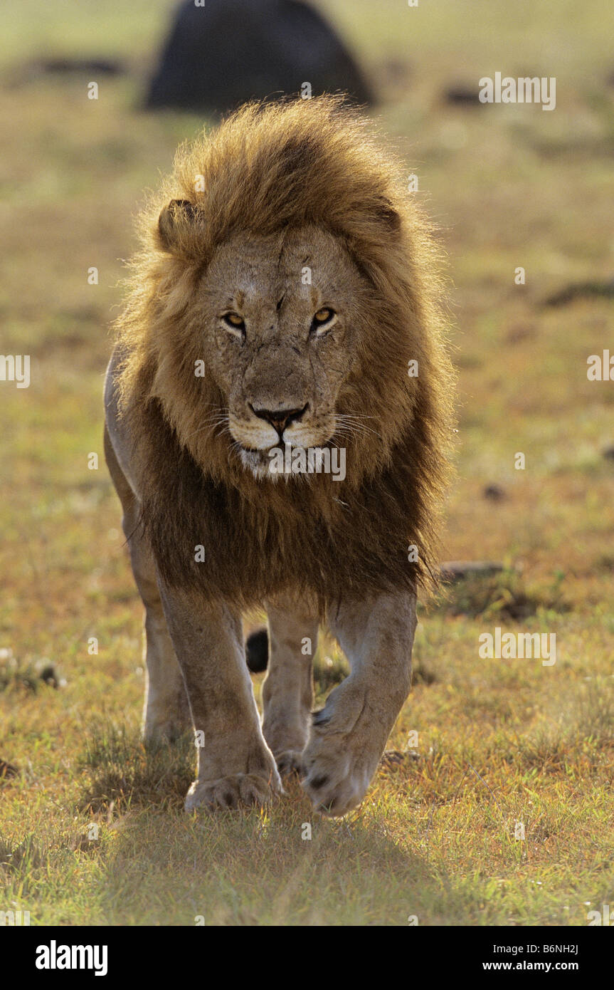 Glowing Male Lion Approaches Stock Photo