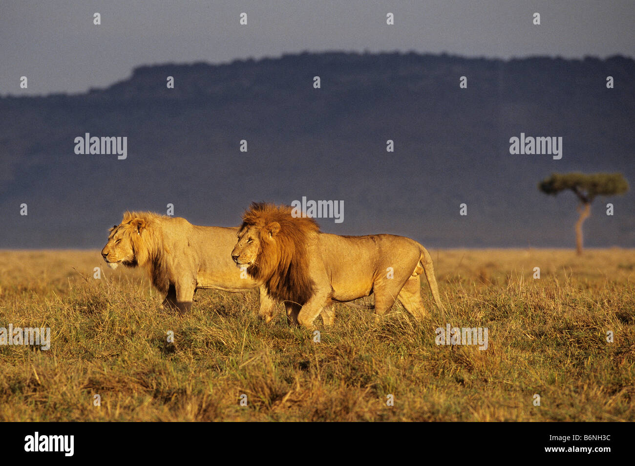 Mighty Lions Walk the Serengeti Stock Photo