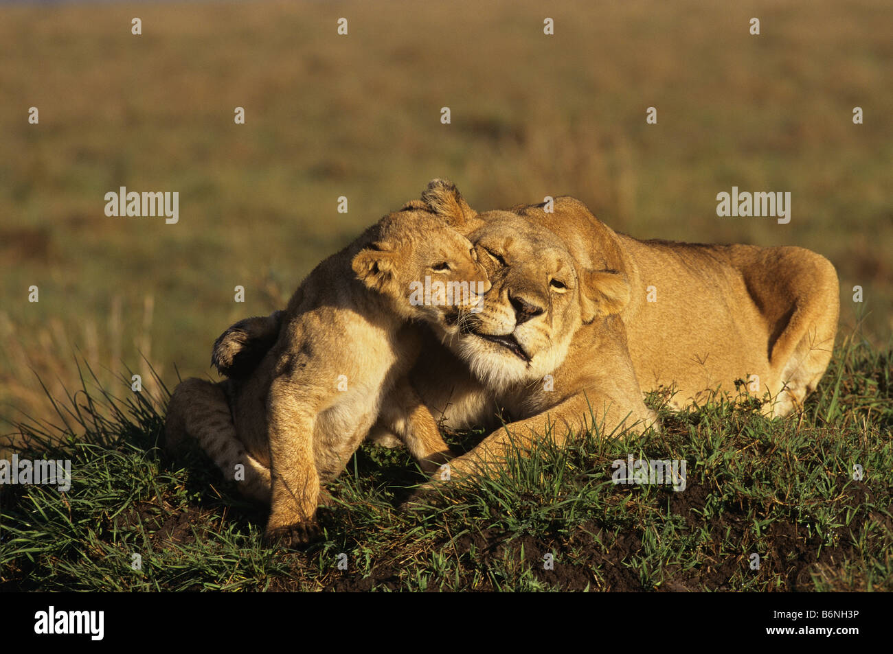 Lion Mother with Cub Stock Photo