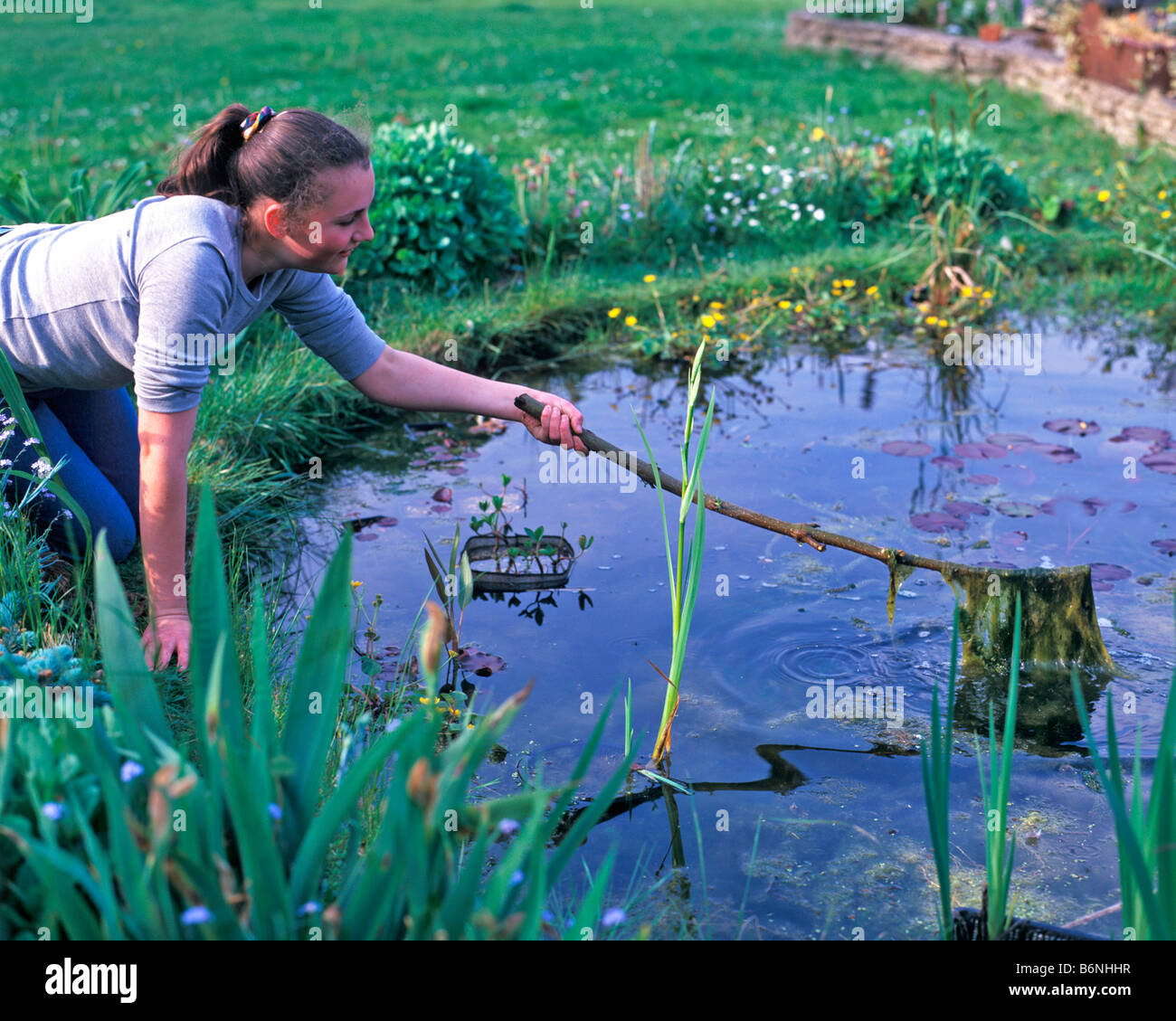 Blanketweed stick hires stock photography and images Alamy