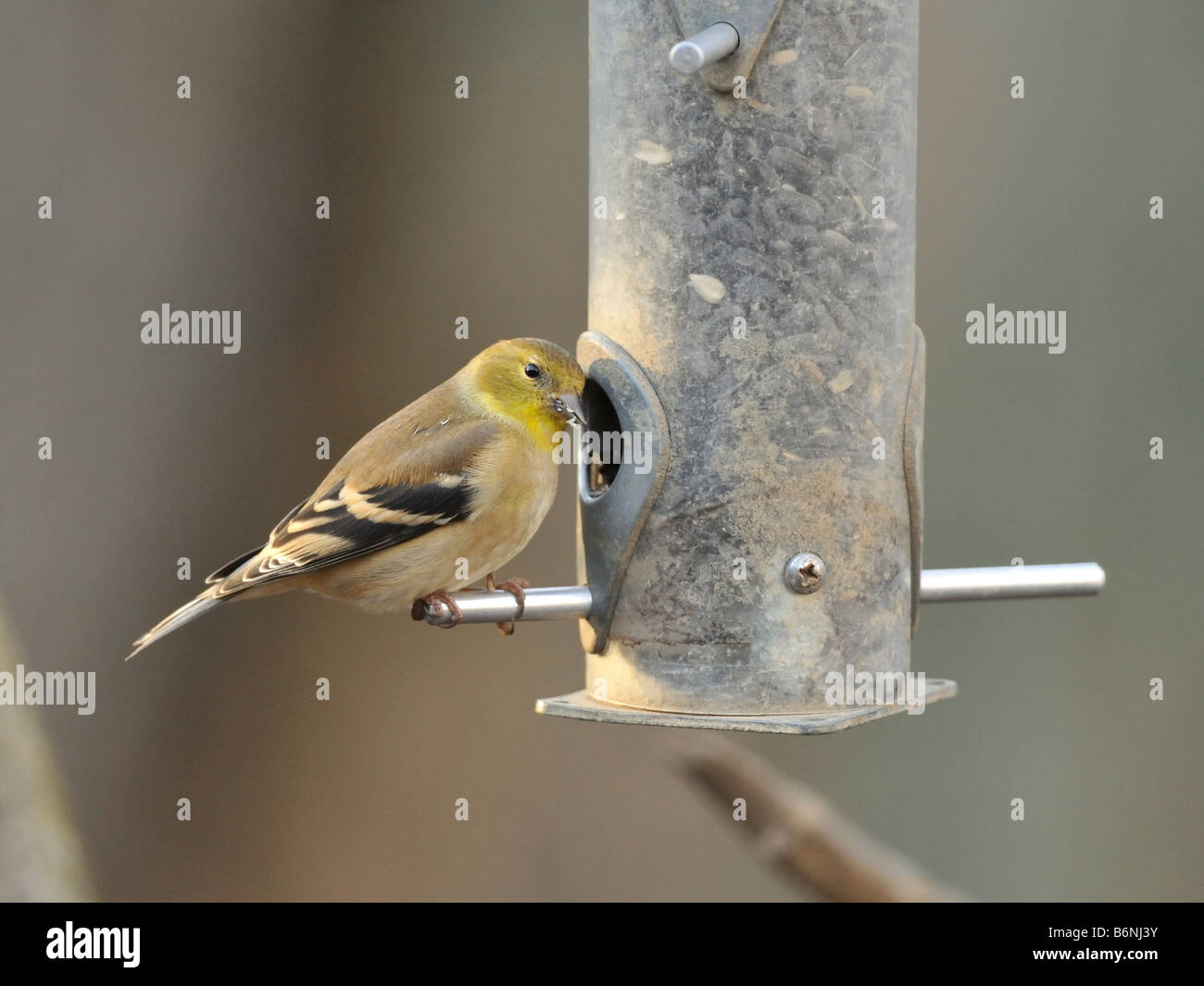 American Goldfinch Stock Photo