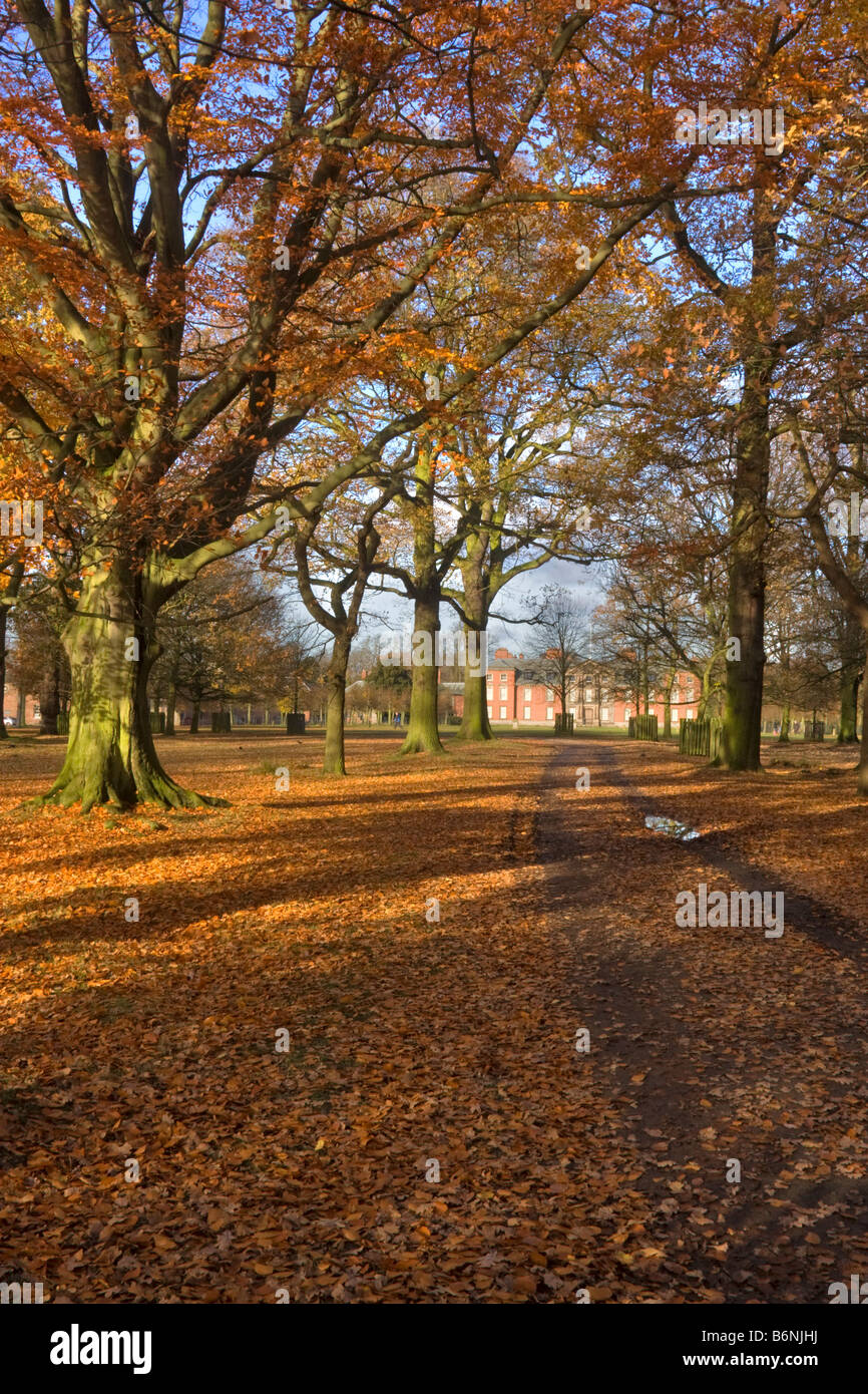 Woodland park at Dunham Massey Hall and Park, Altrincham Cheshire Stock