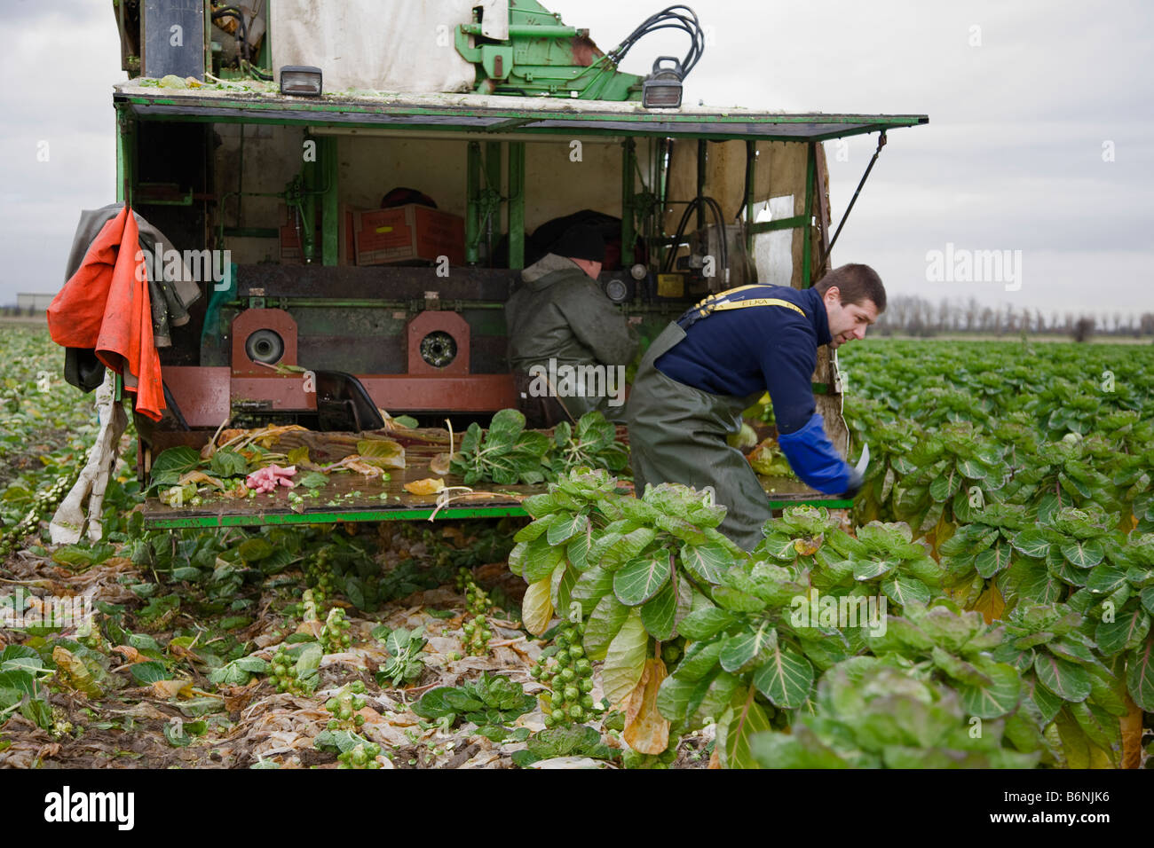 Grower and farm workers harvesting Brussels sprouts vegetable crop