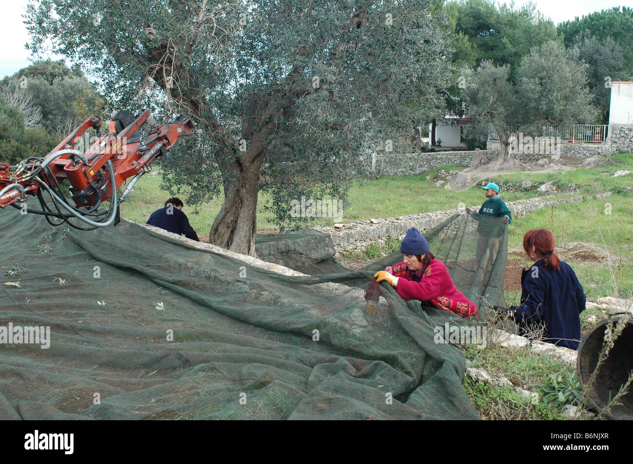 Olive harvest near Ostuni Italy Stock Photo