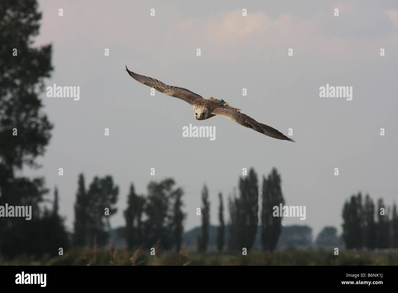 Gyr-saker falcon swooping towards camera Stock Photo