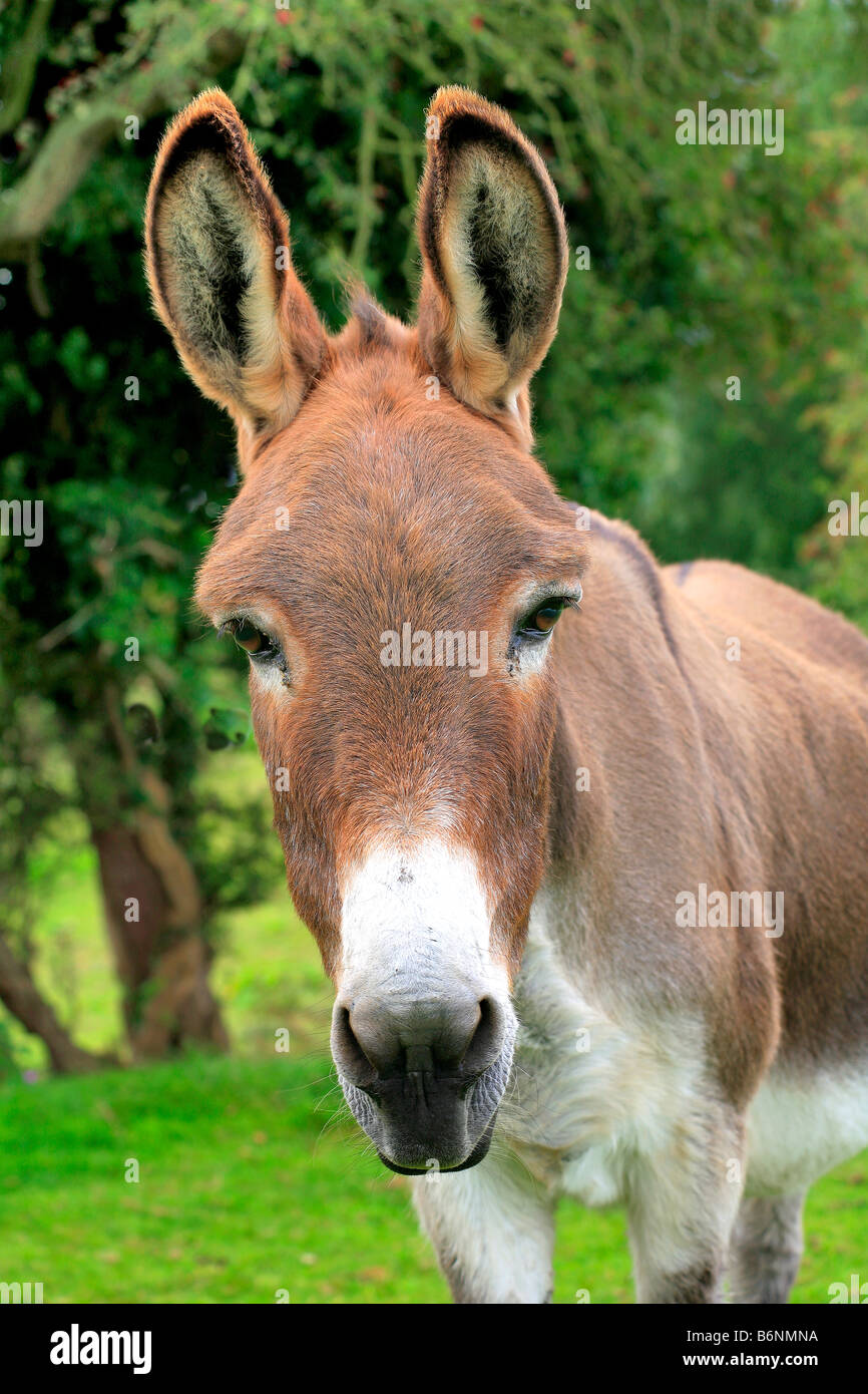 Domestic Donkey (Equus asinus) portrait head image large ears stupid