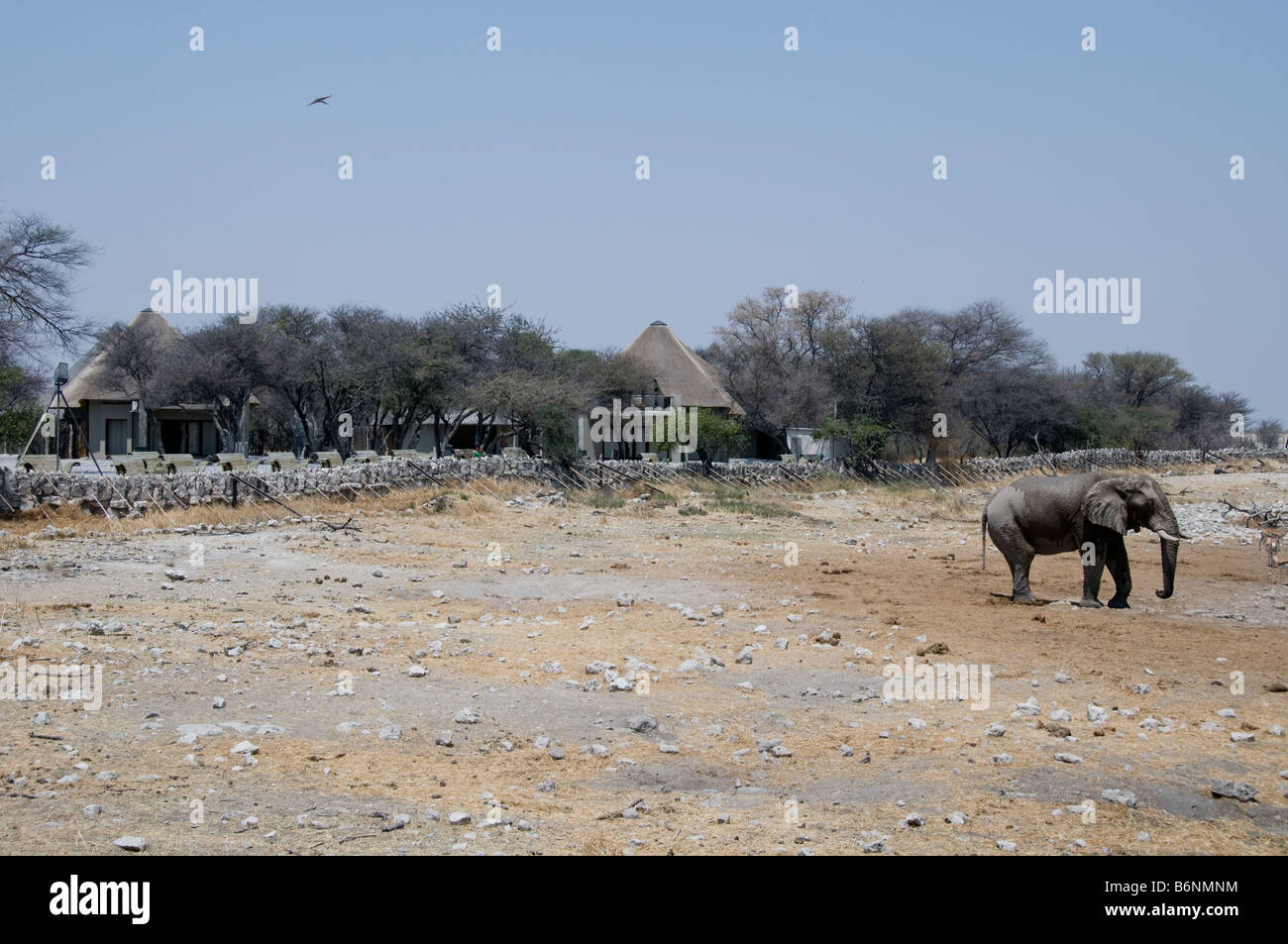 Etosha National game Park, Okaukuejo, Halali, Namutoni, Namibia, SW Africa Stock Photo