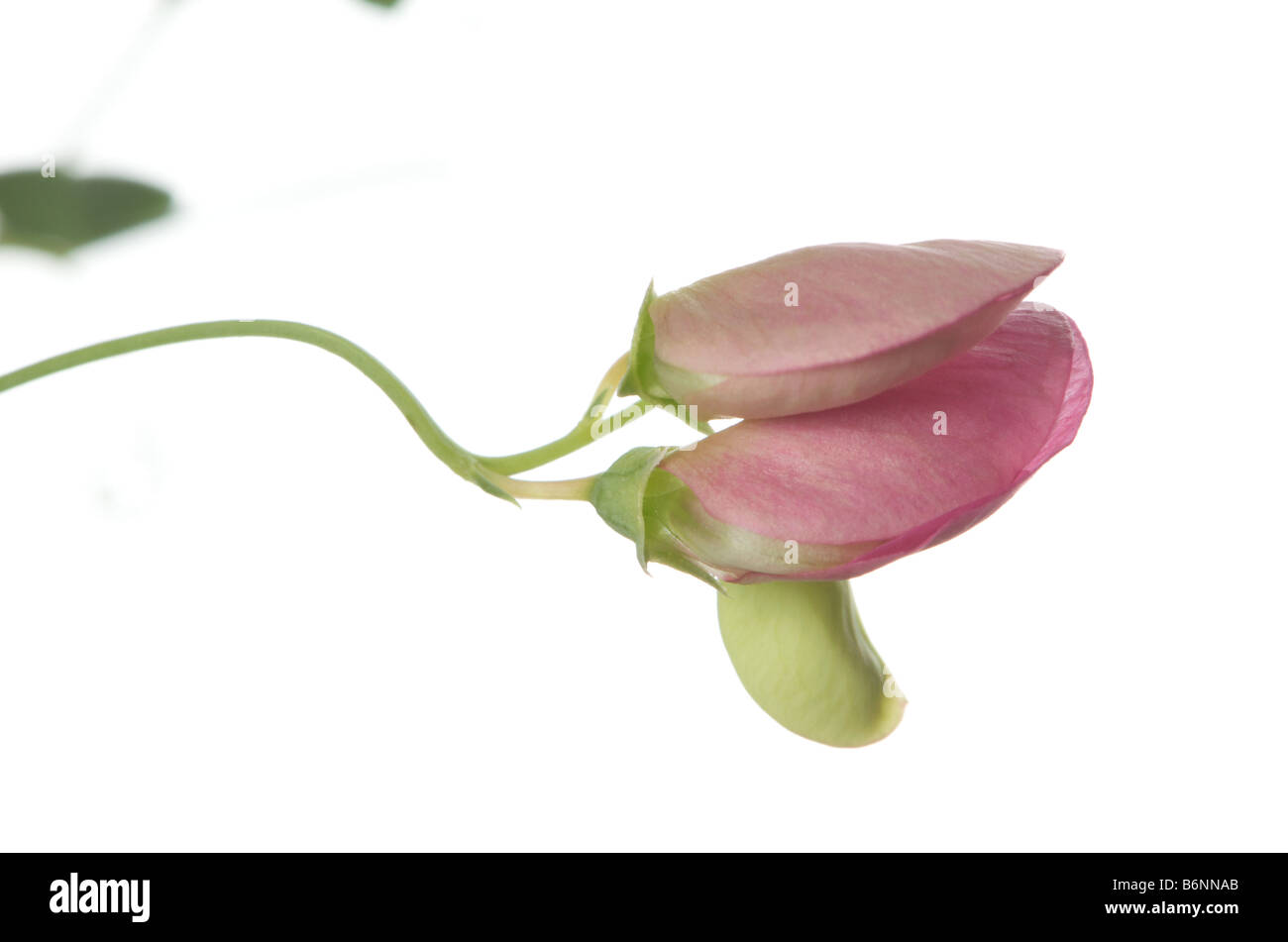 pink blossoms of a wild vetch on white Stock Photo
