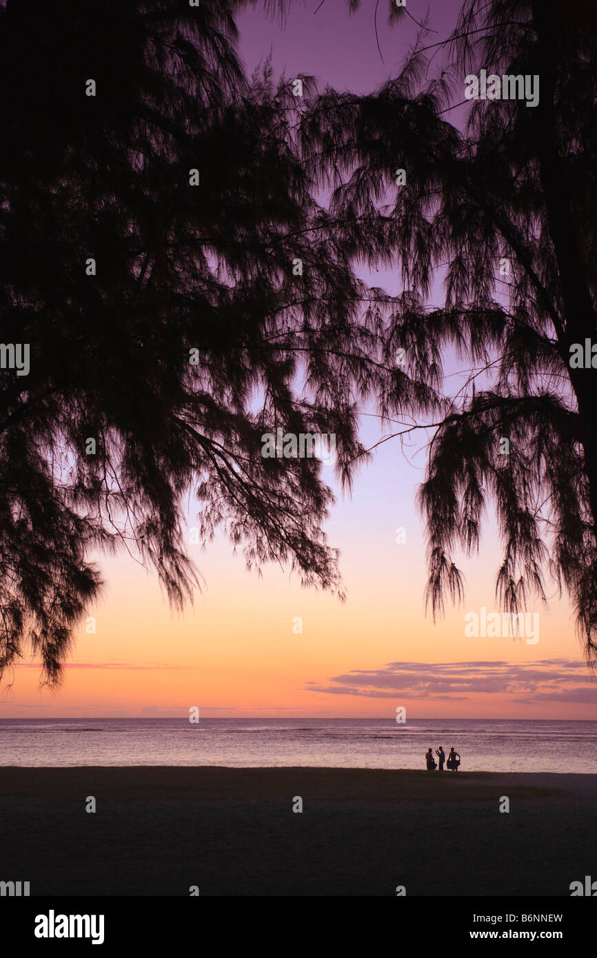 Casuarina Trees Flic en Flac Beach Mauritius Indian Ocean Stock Photo