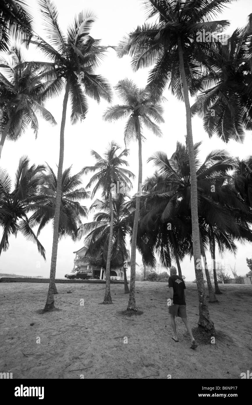 Ghana, West Coast. White Sands beach, Coconut trees Stock Photo Alamy