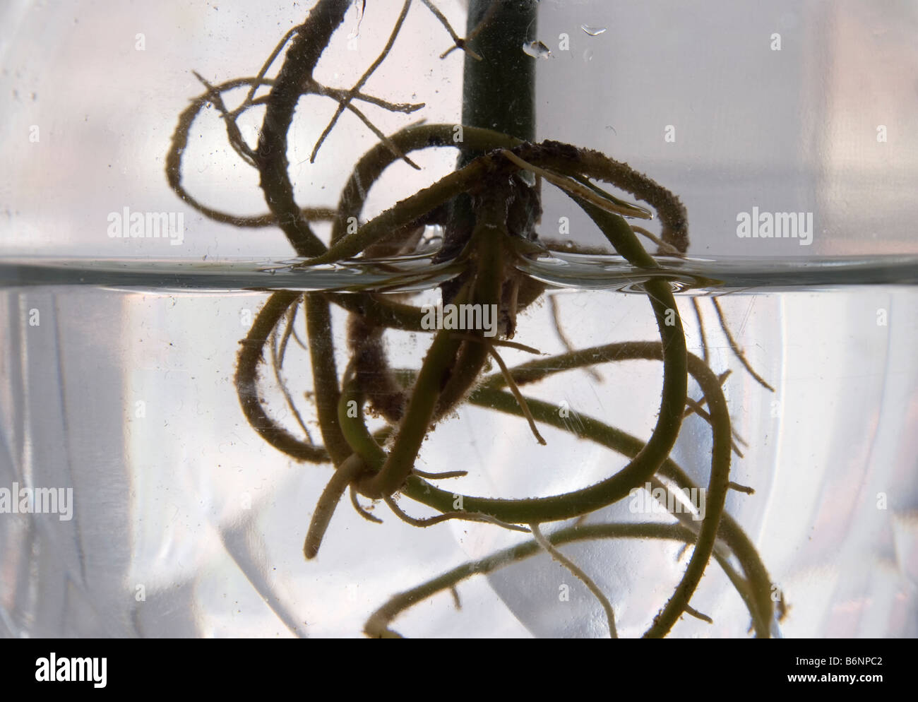 Rooting jar hires stock photography and images Alamy