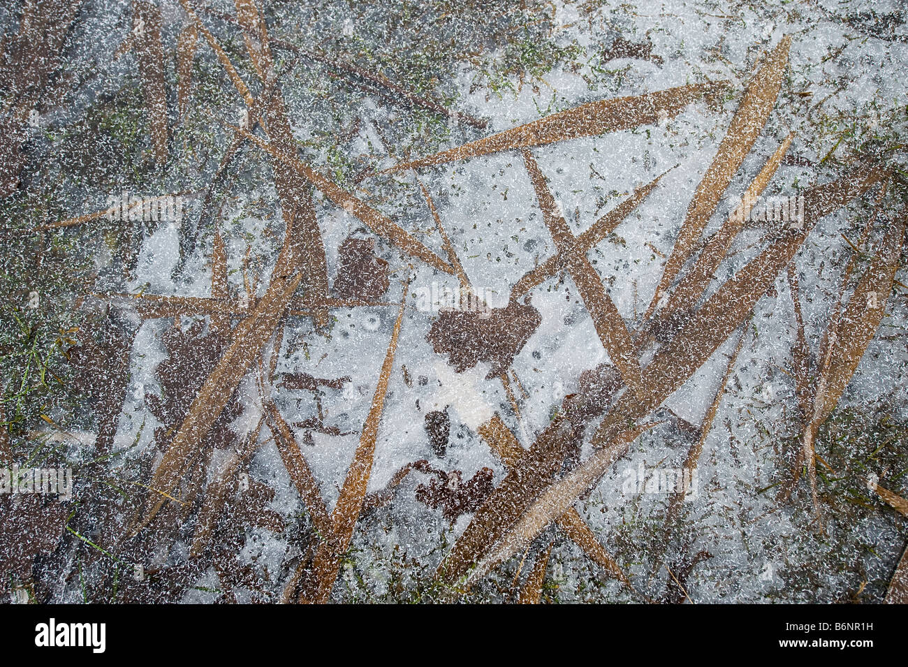 Plants frosen in ice, Sweden Stock Photo