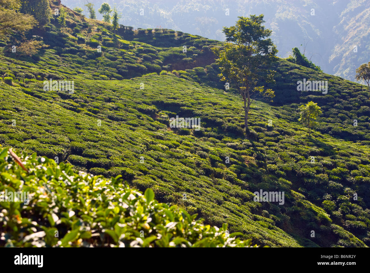 Glenburn Tea Estate, Darjeeling, India Stock Photo