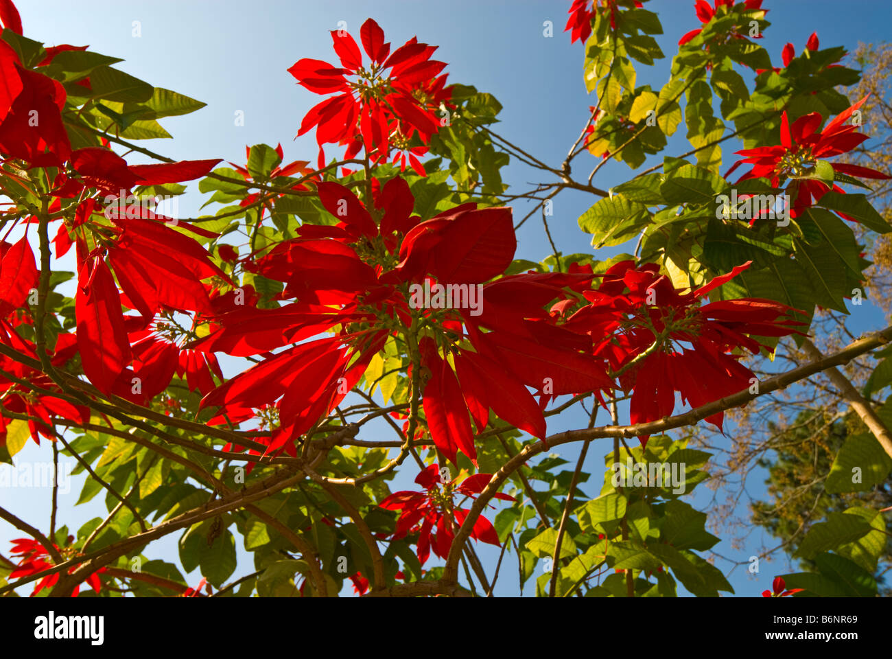 Poinsettia Tree