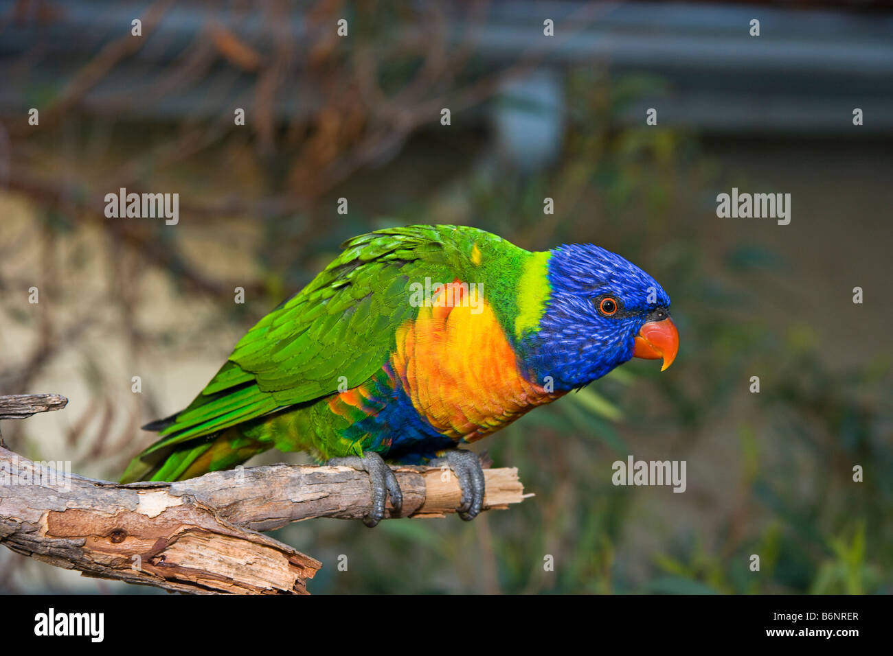 Rainbow Lorikeet, Trichoglossus haematodus, Sydney, Australia. Stock Photo